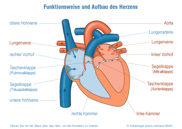 Aufbau und Funktion des Herzens